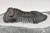 Paralejurus Trilobite Fossil - Ofaten, Morocco #204216-2